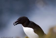 Tordalk (2 von 11).jpg